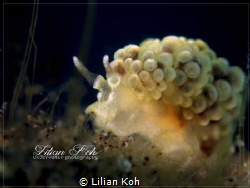 D R E A M Y
Doto ussi nudibranch by Lilian Koh 